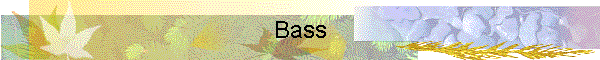 Bass